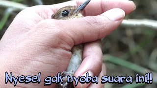 Download lagu SUARA PIKAT CINGCOANG COKLAT/JONGKANGAN PALING AMPUH 100% mp3 Download lagu SUARA PIKAT CINGCOANG COKLAT/JONGKANGAN PALING AMPUH 100% mp3