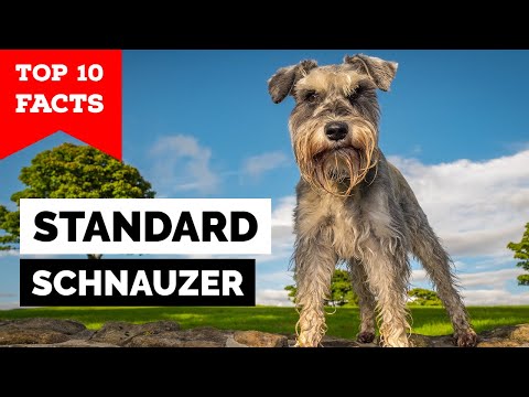 , title : 'Standard Schnauzer - Top 10 Facts'