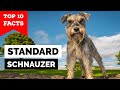 Standard Schnauzer - Top 10 Facts