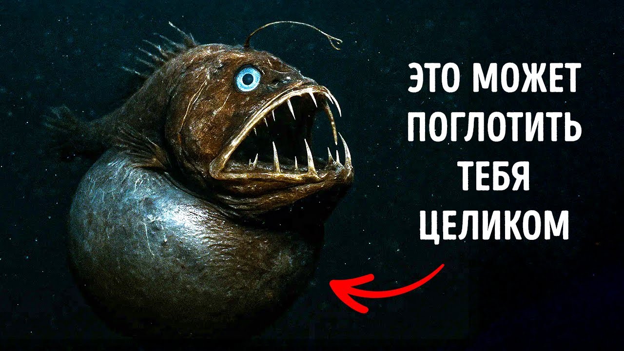 Морские существа, которые лучше было бы не открывать