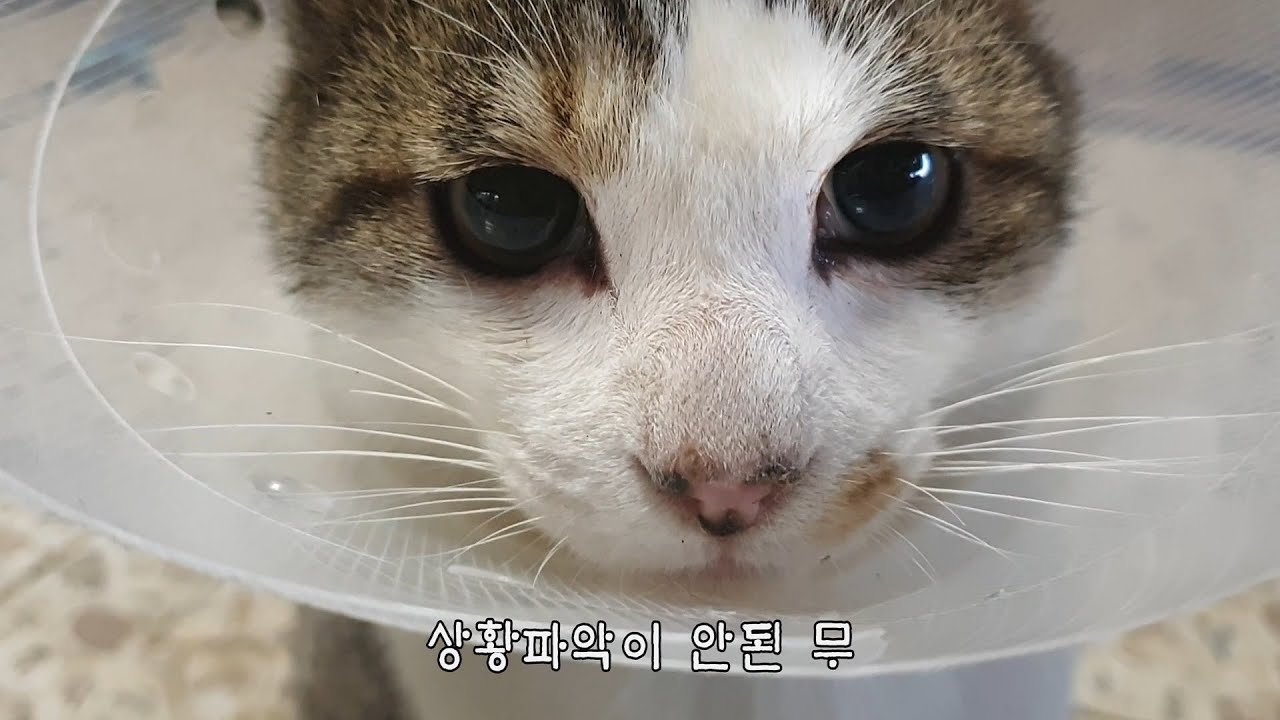 무와 래기의 돈가스 먹으러 가는 날