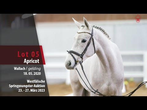 Springyoungster Auktion Lot 05 Apricot Wallach v.  Aviador - Candillo