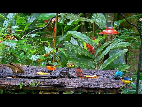 Baltimore Orioles Are Back For The Winter; Panama Fruit Feeder – Oct. 13, 2020