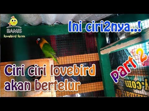 Bertelur Novyj Trend Smotret Onlajn Na Sajte Trendovi Ru