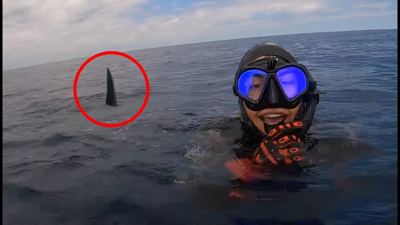 6 Shark Encounters That Will Haunt You