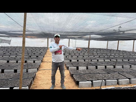 O viveiro do Branquiara está pronto.estou esperando seu pedido venha para cá 