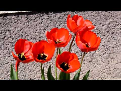 Wesołych Świąt! Wesołych Świąt!