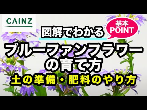 ブルーベルは剪定したほうがいいでしょうか？将来美しい花を咲かせるためにどのように世話をすればよいですか？  庭園