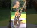 Late Pt. Ravi Shankar’s Mesmerizing performance in Desh Raag | #shorts