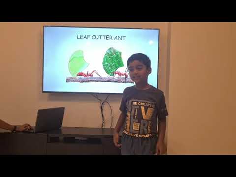 Viyan's  Summer Project 2021. World of Animals