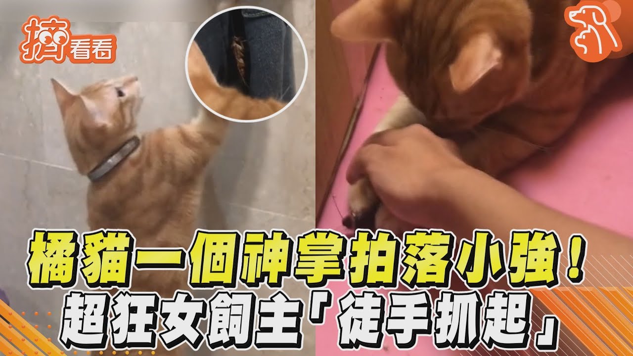 影音/「大橘神掌」小強死裡逃!貓咪女飼主更狂徒手抓