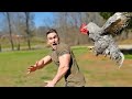 Funny Animal Attack 99 Try Very Hard To Not Laugh