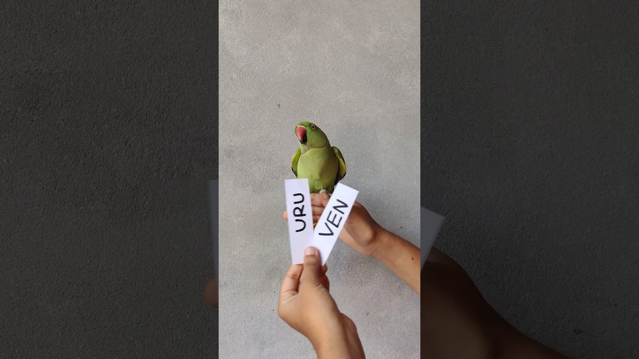 Uruguay vs Venezuela World Cup Qualifiers parrot prediction #predictions #parrot #prediction #fifa