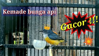 Download lagu Suara Burung Kemade Bunga Api Gacor!!! mp3