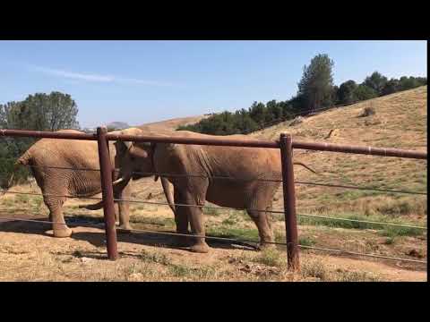 PAWS Sanctuary: Where Exploited Elephants Can Live Freely and Heal | Nonhuman Rights Project