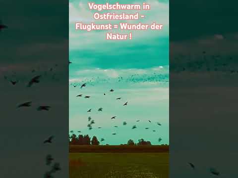 #moin #Ostfriesland #relaxing #Bruno Coulais #Nomaden der Lüfte #Calming Down #Ruhe #Natur