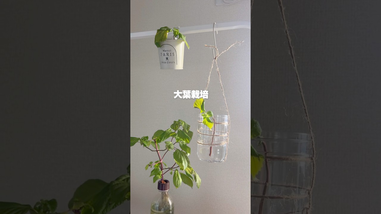 冬でも大葉栽培楽しもう🌱#家庭菜園 #野菜作り #大葉#しそ#水耕栽培
