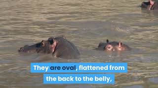 bed bugs control in the london area