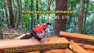 Download lagu Rezeki nomplok ‼️ Kayu ulin di lembah terdalam hutan rimba kalimantan mp3