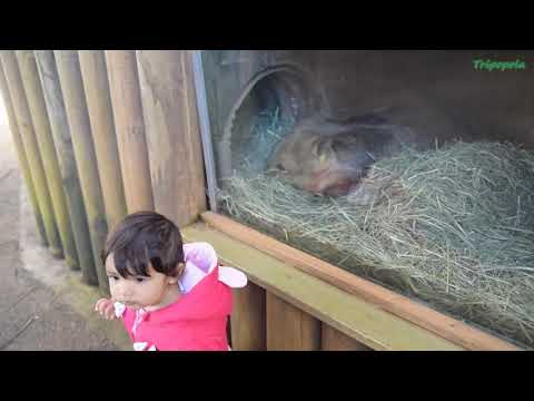 SKY Rail & Rainforestation Nature Park , Cairns Australia