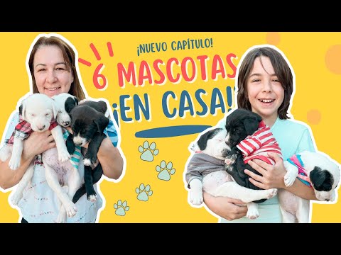 DEJARON 6 CACHORROS  en la PUERTA  de mi CASA ¿Encontrarán hogar?