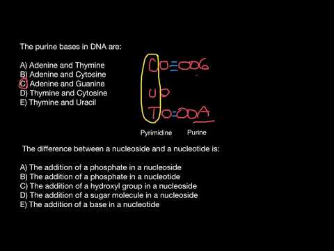 Purines vs Pyrimidines, Nucleosides vs Nucleotides