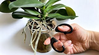 Haben Sie keine Angst davor! Achten Sie auf die Luftwurzeln der ORCHIDEE