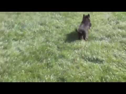 German Shepherd Puppies For Sale