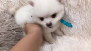 ハーフ犬の動画01