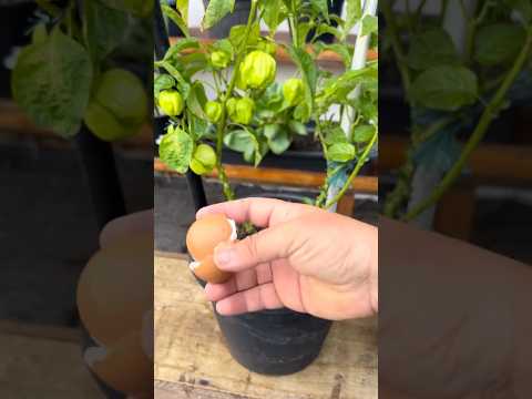 How to Use Eggshells for Plants #farmingtech @HappyFarm85