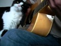 Игра на гитаре не повод не гладить кота Not Vine 