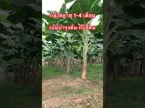 เคล็ดลับการดูแล บำรุง ต้นกล้วยช่วงอายุ 1-4 เดือน #กล้วย #กล้วยหอมทอง #เกษตรกร #หนึ่งเขยเมืองเพชร