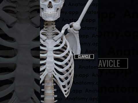 Pectoral Girdle | Glenoid cavity | Humerus #anatomy #bones #ncert #biology #skeleton #clavicle