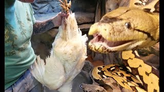 FED MY GIANT SNAKE A 25 POUND TURKEY FOR THANKSGIVING!!! | BRIAN BARCZYK