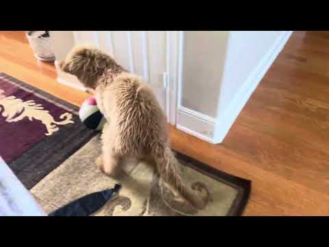 Honey puppy playing basketball
