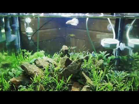 Aquascape Putussibau