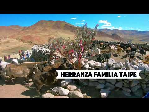 🔥 Gran Herranza de la Familia Taipe | Tradición Viva en Tunsucancha, Ayacucho 🐮✨ (Parte 13/15)