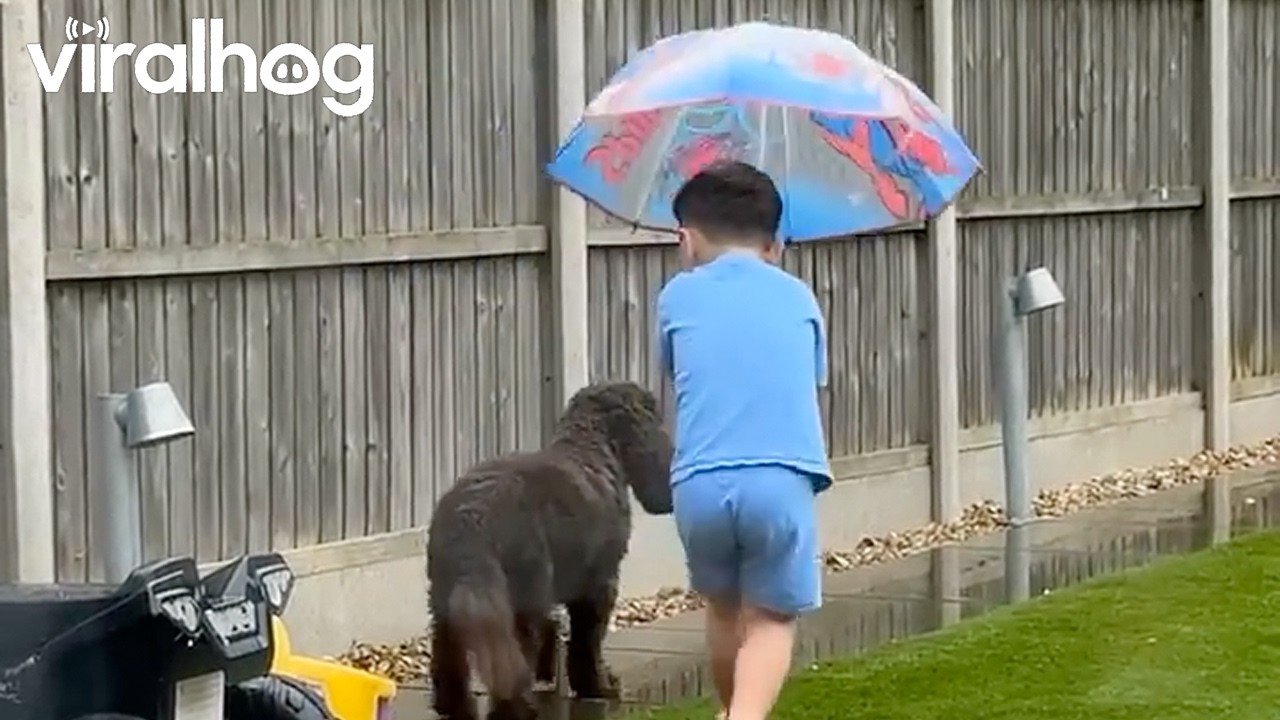Little Boy Keeps His Dog Dry in the Rain || ViralHog