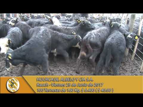 23-06-17 Venta de Hembras - Hourcade, Albelo y Cía. S.A. - Rauch