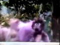 Sesame Street Big Bird Doesn T Fly