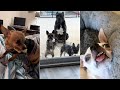 Funniest Dogs Videos 🤣 Best Funny Dogs Videos 2024 🥰#1