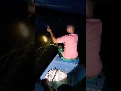 E olha como foi a nossa pesca nessa noite no rio em Autazes muito peixe na rede#pesca#pescaria#bass