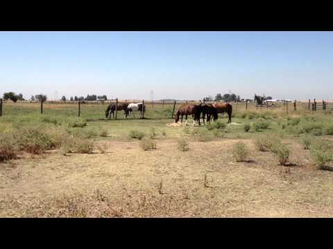 How To Ride a Horse Bitless - Without a Bit - Rope Halter - "Lecture" - Rick Gore Horsemanship