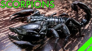 Download lagu How To Keep the Asian Forest Scorpion Heterometrus Species Care mp3
