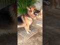 Dog Barking Sound Angry Dog Barking Loudly Shorts Shortvideo Dogvideos Dogsound Viral