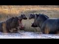 Eight Unmissable Hippo Moments BBC Earth
