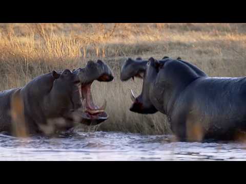 Largest Hippo In The World