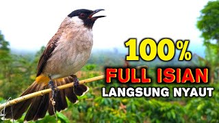 Download lagu Suara Burung Kutilang Gacor Ful Isian Cocok Untuk Pancingan Agar Bunyi mp3 Download lagu Suara Burung Kutilang Gacor Ful Isian Cocok Untuk Pancingan Agar Bunyi mp3