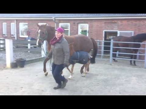 Quantensprung Fohlen 2018