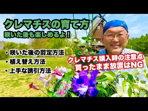 クレマチスが元気に育つように剪定します。どのような基準で剪定を行うべきですか?  庭園